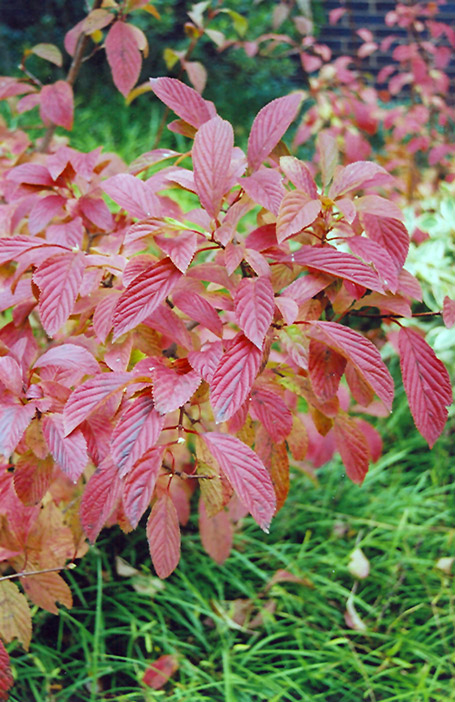 Burkwood Viburnum (Viburnum x burkwoodii) at Autumn Hill Nursery