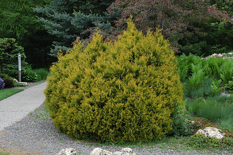 Rheingold Arborvitae (Thuja occidentalis 'Rheingold') at Autumn Hill Nursery