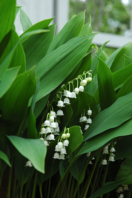Lily-Of-The-Valley (Convallaria majalis) at Autumn Hill Nursery