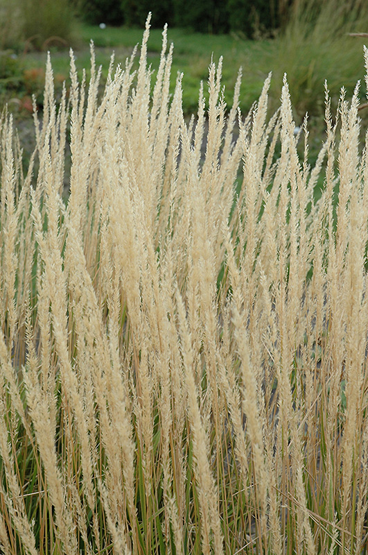 Karl Foerster Reed Grass (Calamagrostis x acutiflora 'Karl Foerster') at Autumn Hill Nursery