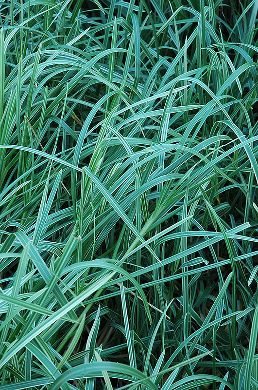 Variegated Sweet Grass (Glyceria maxima 'Variegata') at Autumn Hill Nursery