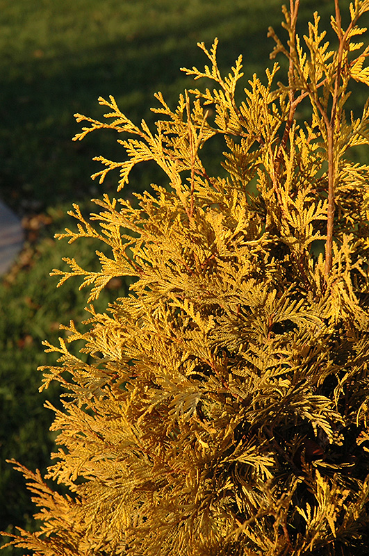 Yellow Ribbon Arborvitae (Thuja occidentalis 'Yellow Ribbon') at Autumn Hill Nursery