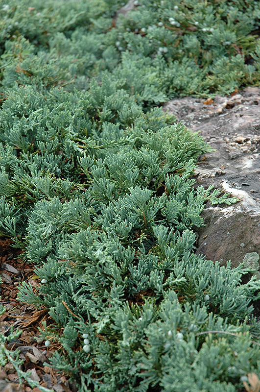 Blue Rug Juniper (Juniperus horizontalis 'Wiltonii') at Autumn Hill Nursery