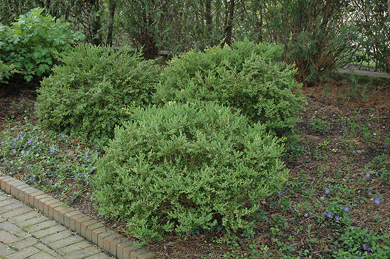 Wintergreen Boxwood (Buxus microphylla 'Wintergreen') at Autumn Hill Nursery