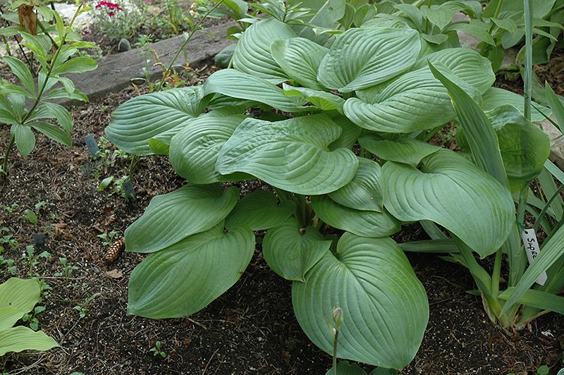 Fried Green Tomatoes Hosta (Hosta 'Fried Green Tomatoes') at Autumn Hill Nursery
