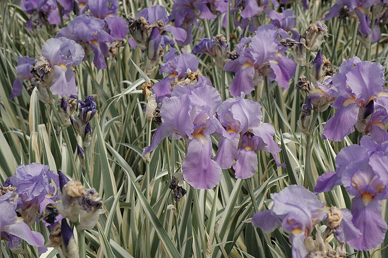 Variegated Sweet Iris (Iris pallida 'Variegata') at Autumn Hill Nursery