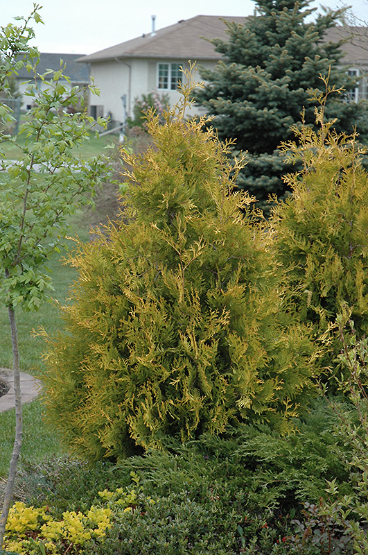 Yellow Ribbon Arborvitae (Thuja occidentalis 'Yellow Ribbon') at Autumn Hill Nursery