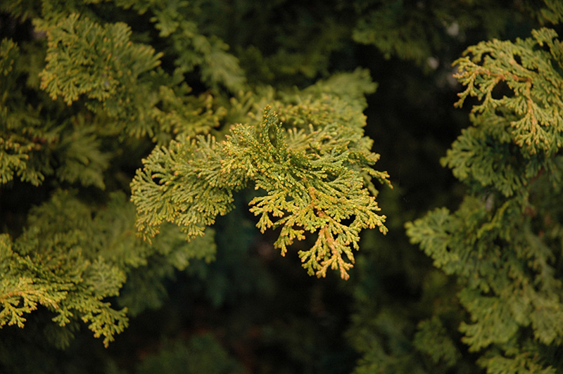 Slender Hinoki Falsecypress (Chamaecyparis obtusa 'Gracilis') at Autumn Hill Nursery