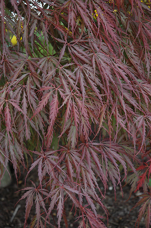 Tamukeyama Japanese Maple (Acer palmatum 'Tamukeyama') at Autumn Hill Nursery