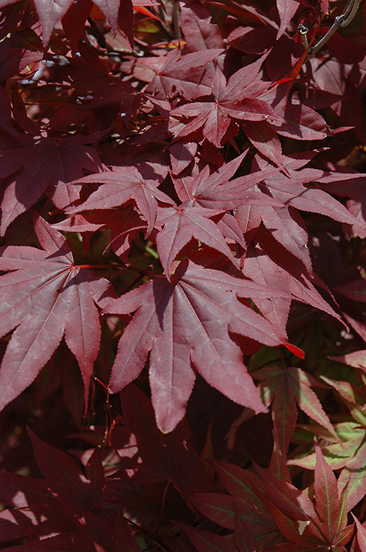 Oshio Beni Japanese Maple (Acer palmatum 'Oshio Beni') at Autumn Hill Nursery