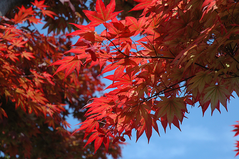 Oshio Beni Japanese Maple (Acer palmatum 'Oshio Beni') at Autumn Hill Nursery