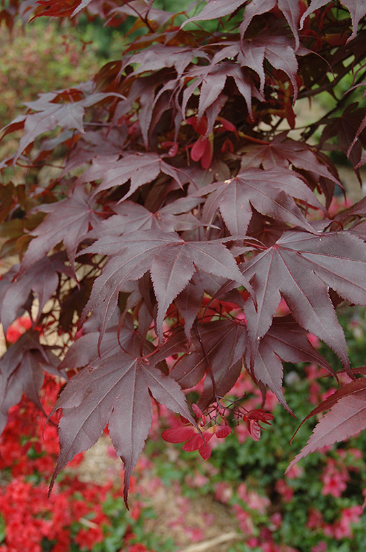 Bloodgood Japanese Maple (Acer palmatum 'Bloodgood') at Autumn Hill Nursery