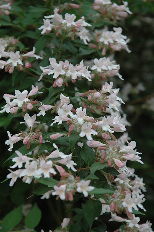 Beautybush (Kolkwitzia amabilis) at Autumn Hill Nursery