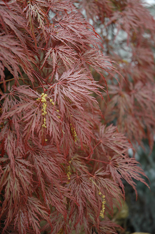 Inaba Shidare Cutleaf Japanese Maple (Acer palmatum 'Inaba Shidare') at Autumn Hill Nursery