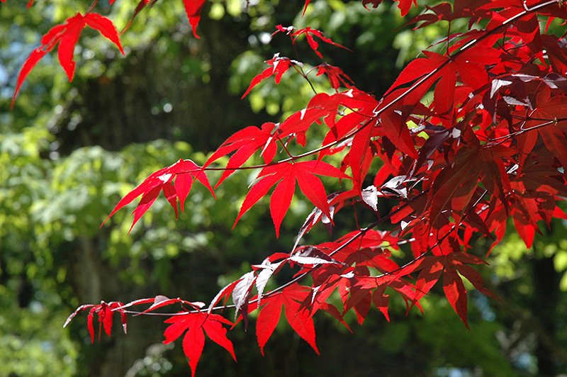 Emperor I Japanese Maple (Acer palmatum 'Wolff') at Autumn Hill Nursery