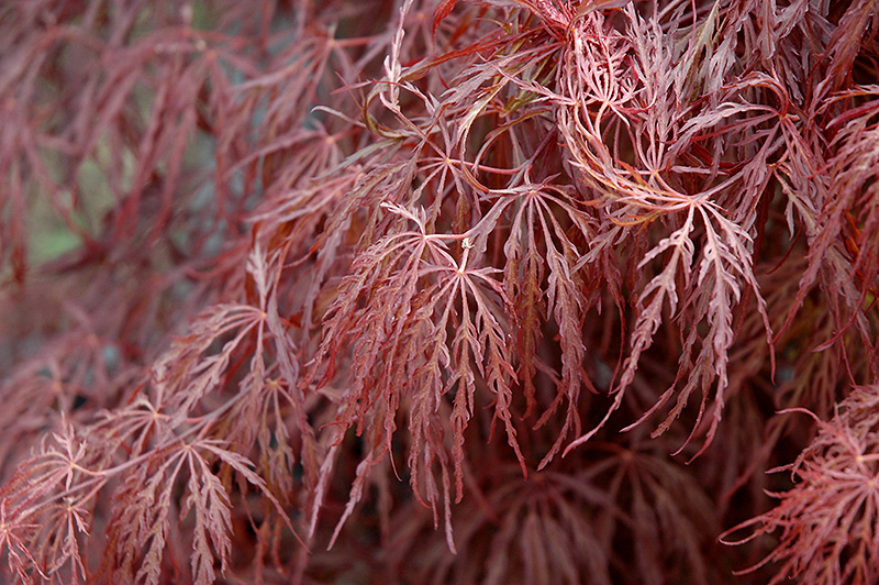 Crimson Queen Japanese Maple (Acer palmatum 'Crimson Queen') at Autumn Hill Nursery