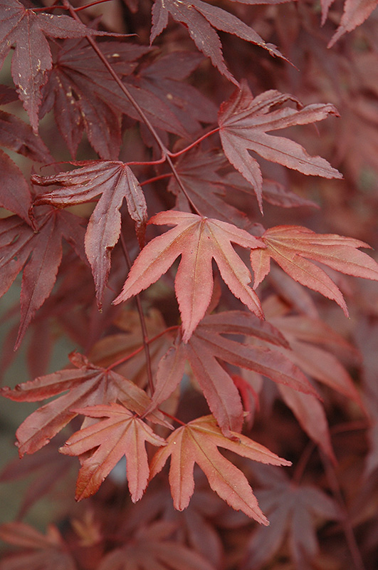 Fireglow Japanese Maple (Acer palmatum 'Fireglow') at Autumn Hill Nursery