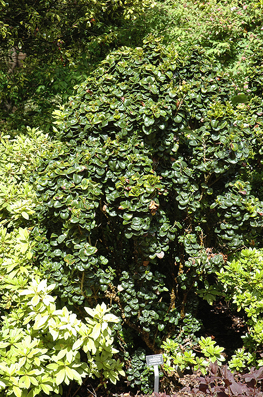 Dwarf Japanese Privet (Ligustrum japonicum 'rotundifolium') at Autumn Hill Nursery