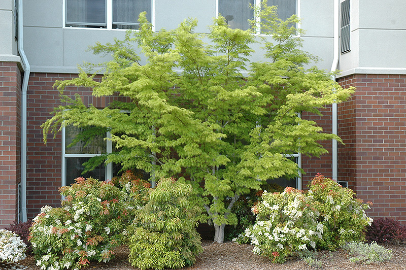 Seiryu Japanese Maple (Acer palmatum 'Seiryu') at Autumn Hill Nursery