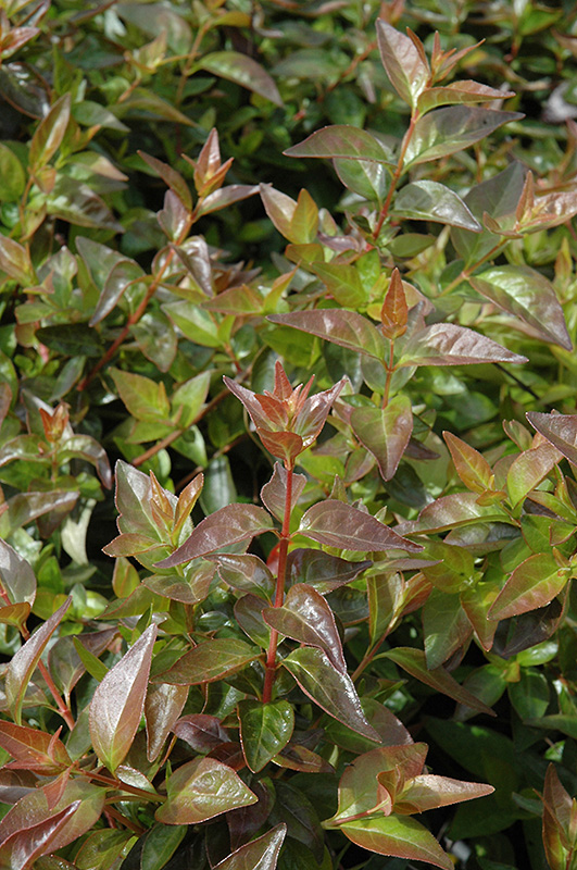 Edward Goucher Abelia (Abelia x grandiflora 'Edward Goucher') at Autumn Hill Nursery