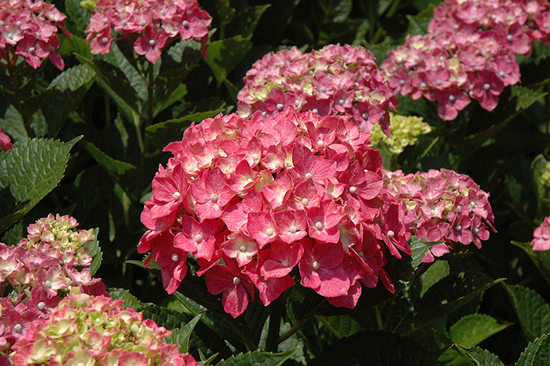Forever Pink Hydrangea (Hydrangea macrophylla 'Forever Pink') at Autumn Hill Nursery