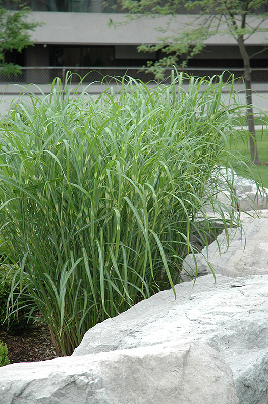 Zebra Grass (Miscanthus sinensis 'Zebrinus') at Autumn Hill Nursery