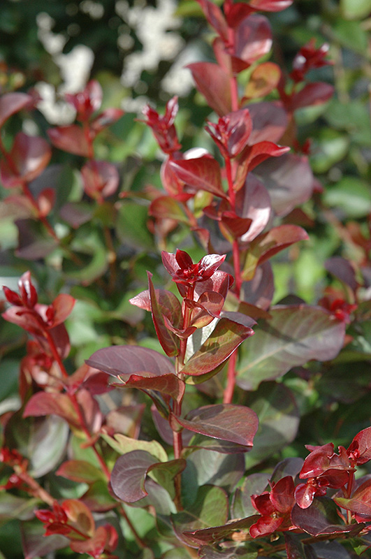 Dynamite Crapemyrtle (Lagerstroemia indica 'Whit II') at Autumn Hill Nursery