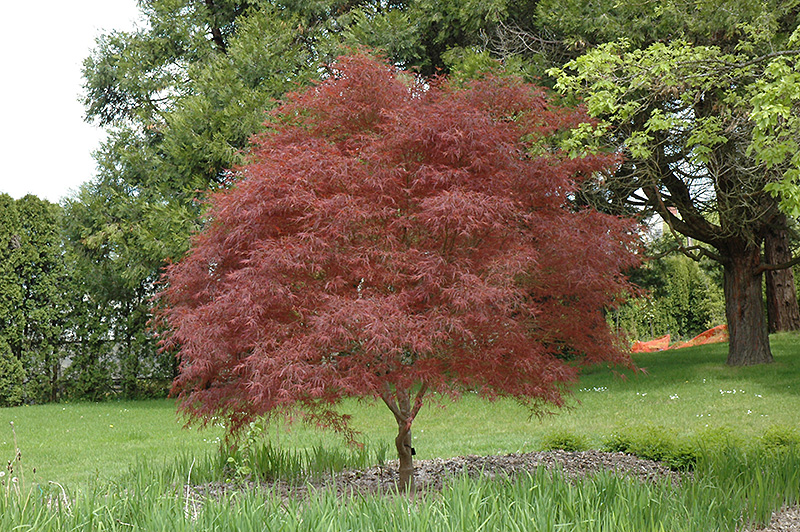 Dwarf Red Pygmy Japanese Maple (Acer palmatum 'Red Pygmy') at Autumn Hill Nursery
