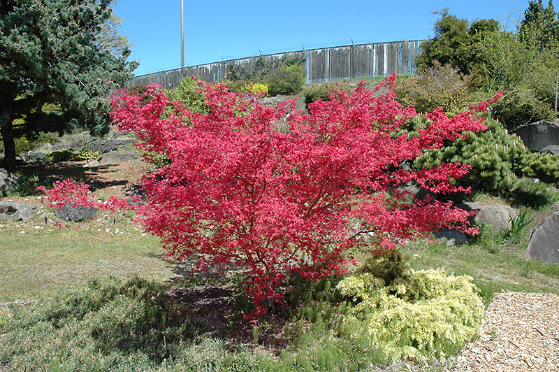 Shindeshojo Japanese Maple (Acer palmatum 'Shindeshojo') at Autumn Hill Nursery