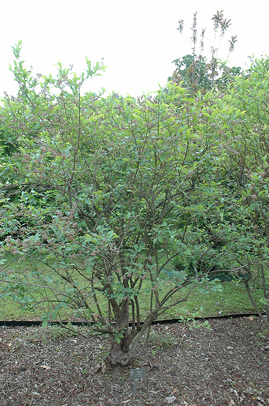 Premier Rabbiteye Blueberry (Vaccinium ashei 'Premier') at Autumn Hill Nursery