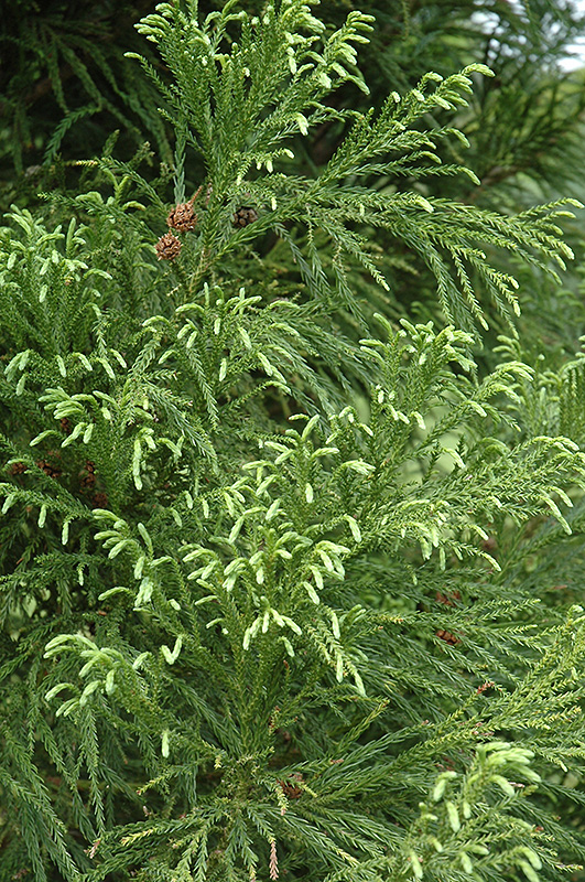 Yoshino Japanese Cedar (Cryptomeria japonica 'Yoshino') at Autumn Hill Nursery