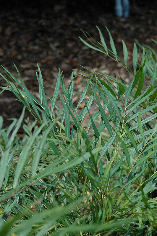 Soft Caress Mahonia (Mahonia eurybracteata 'Soft Caress') at Autumn Hill Nursery