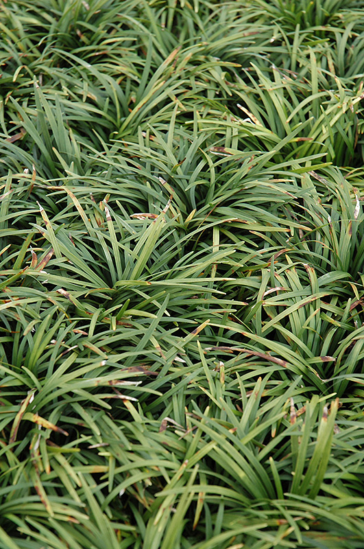 Dwarf Mondo Grass (Ophiopogon japonicus 'Nanus') at Autumn Hill Nursery