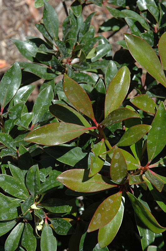 Bronze Beauty Cleyera (Ternstroemia gymnanthera 'Conthery') at Autumn Hill Nursery