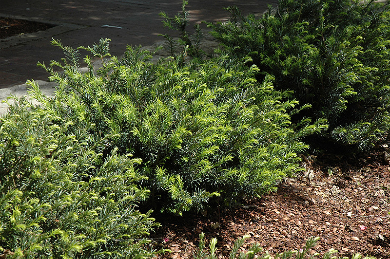 Yewtopia Plum Yew (Cephalotaxus harringtonia 'Plania') at Autumn Hill Nursery