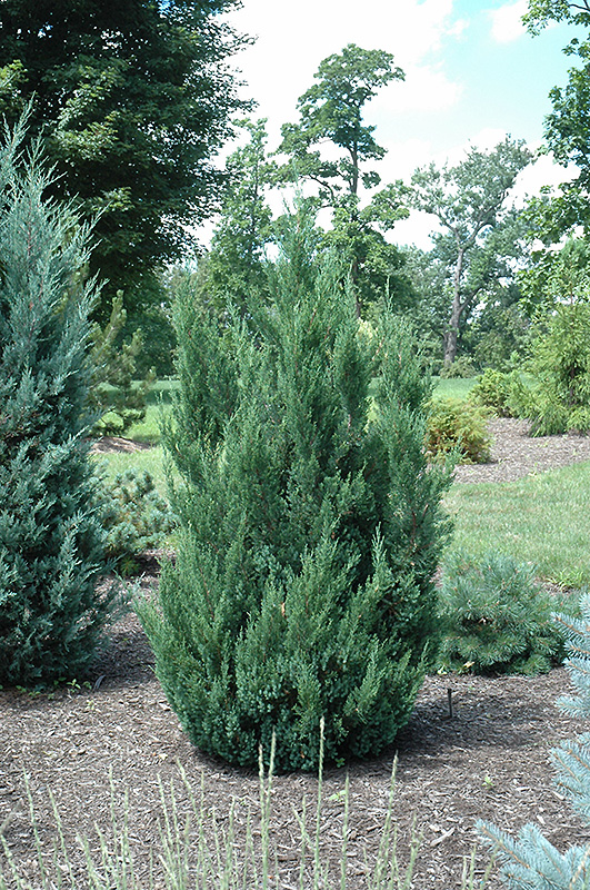 Blue Point Juniper (Juniperus chinensis 'Blue Point') at Autumn Hill Nursery