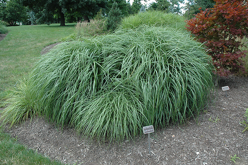 Adagio Maiden Grass (Miscanthus sinensis 'Adagio') at Autumn Hill Nursery
