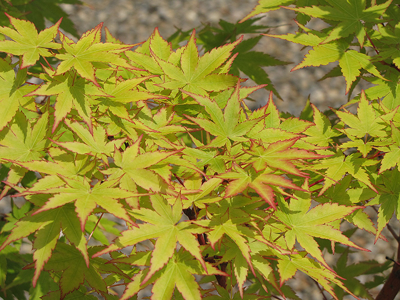 Coral Bark Japanese Maple (Acer palmatum 'Sango Kaku') at Autumn Hill Nursery