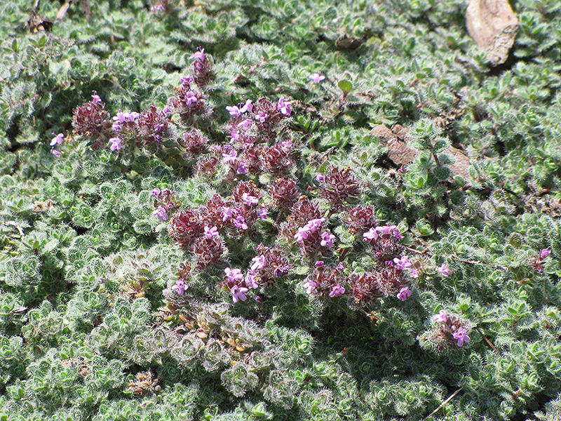 Wooly Thyme (Thymus pseudolanuginosis) at Autumn Hill Nursery