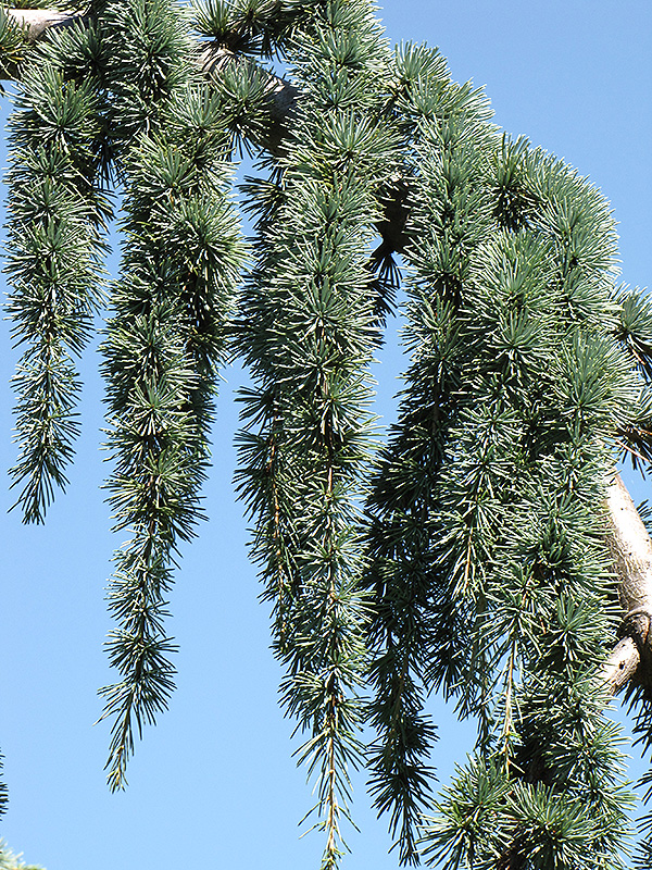 Weeping Blue Atlas Cedar (Cedrus atlantica 'Glauca Pendula') at Autumn Hill Nursery