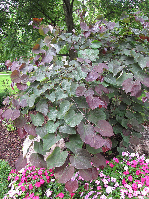 Forest Pansy Redbud (Cercis canadensis 'Forest Pansy') at Autumn Hill Nursery