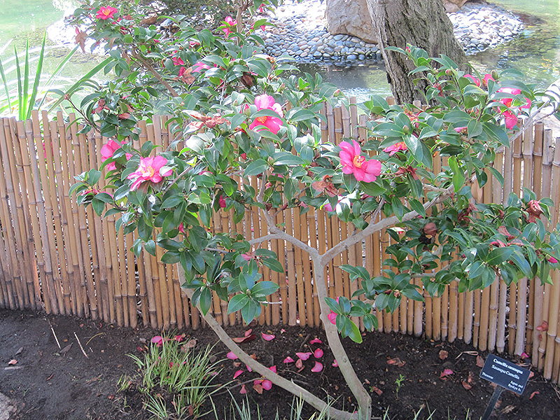 Sasanqua Camellia (Camellia sasanqua) at Autumn Hill Nursery