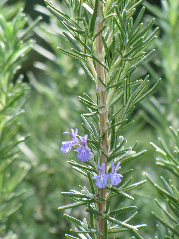 Tuscan Blue Rosemary (Rosmarinus officinalis 'Tuscan Blue') at Autumn Hill Nursery