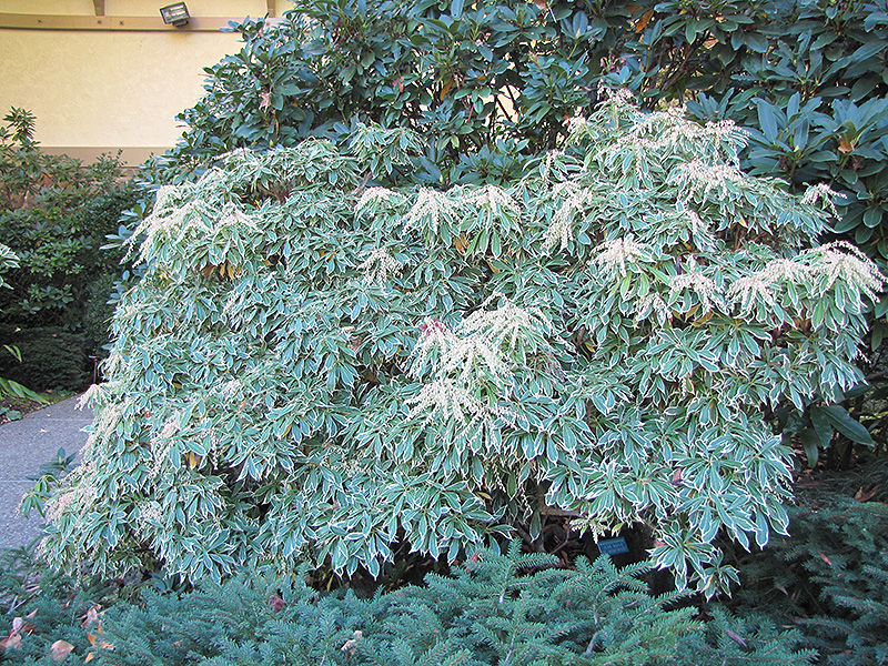 Variegated Japanese Pieris (Pieris japonica 'Variegata') at Autumn Hill Nursery