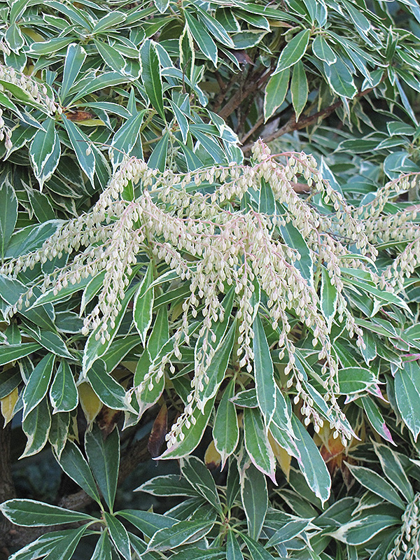 Variegated Japanese Pieris (Pieris japonica 'Variegata') at Autumn Hill Nursery
