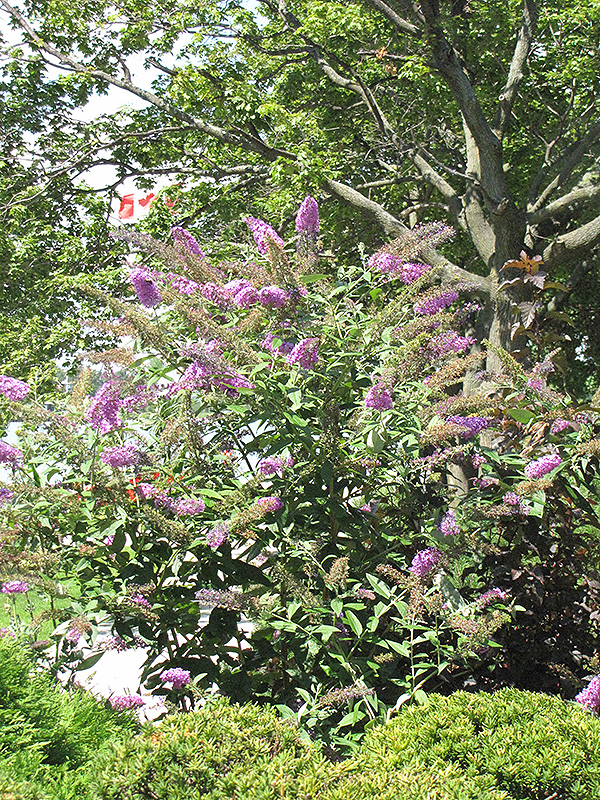 Pink Delight Butterfly Bush (Buddleia davidii 'Pink Delight') at Autumn Hill Nursery