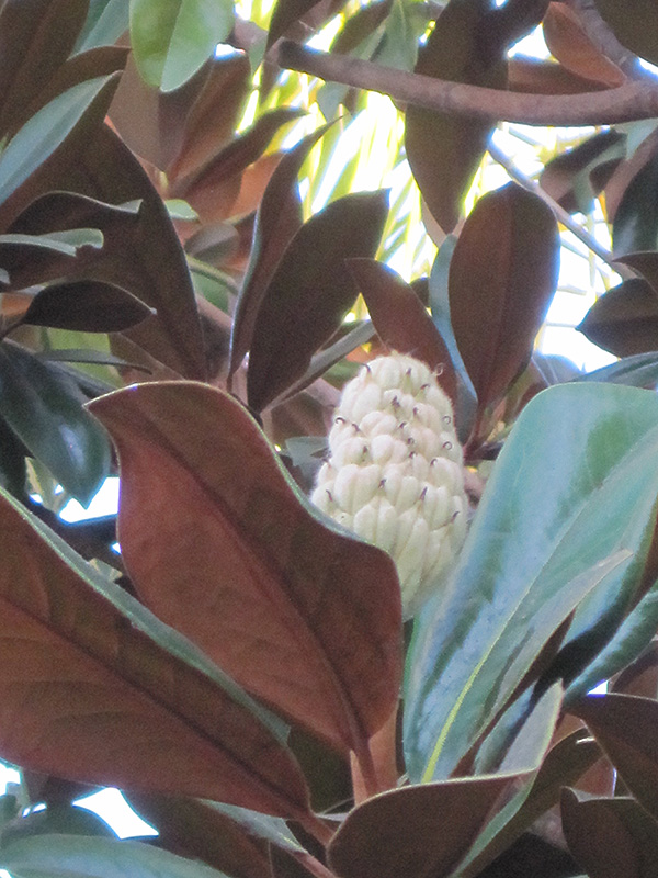 Teddy Bear Magnolia (Magnolia grandiflora 'Southern Charm') at Autumn Hill Nursery