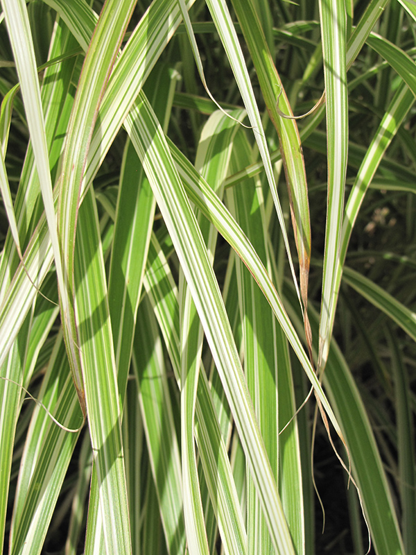 Morning Light Maiden Grass (Miscanthus sinensis 'Morning Light') at Autumn Hill Nursery