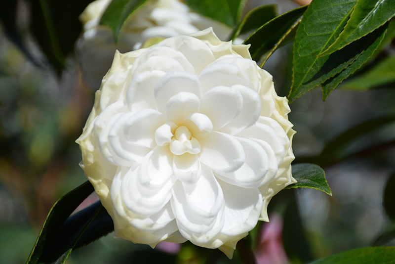 White By The Gate Camellia (Camellia japonica 'White By The Gate') at Autumn Hill Nursery