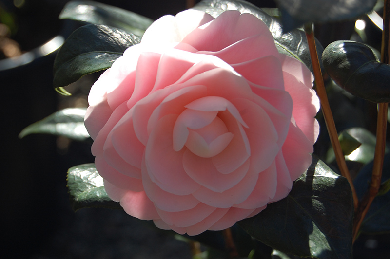 Pink Perfection Camellia (Camellia japonica 'Pink Perfection') at Autumn Hill Nursery